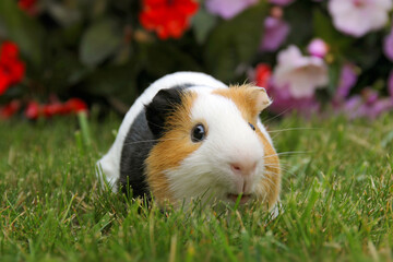 Guinea pig in the grass - 615047723