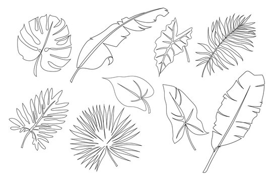Set of tropical leaves. Line art. Leaves of palm, banana, monstera, philodendron, alocasia and anthurium. Hand drawn in doodle style with black continuous line. Isolated vector.