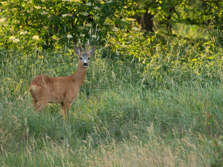 Deer male against the background of the forest