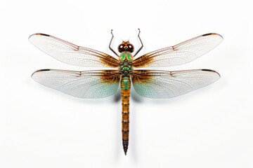 dragonfly macro white background. - obrazy, fototapety, plakaty
