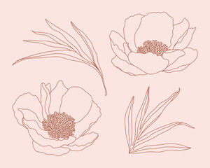 Hand drawn line art peony flowers collection. 