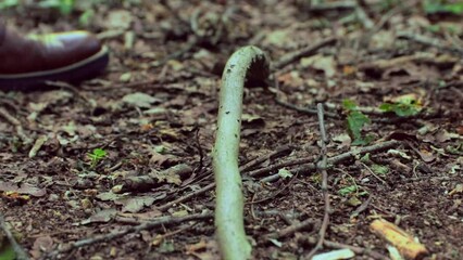 A man walking in the woods steps on a tree branch and breaks it, hiker person walking in the woods in the nature