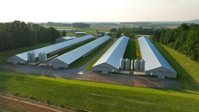 Chicken farm in USA. Industrial factory animal production. Aerial establishing shot of poultry barns and silos.