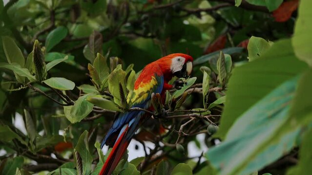 Scarlet Macaw Parrot Close Up Costa Rica Travel Jungle Bird