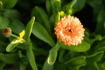 orange dahlia flower