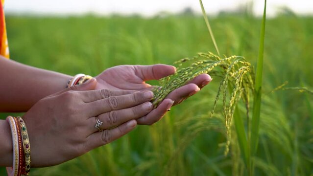 An Indian farmer describes the fields stretching out before her, filled with healthy crops, vibrant colors, and the promise of a prosperous season. Agriculture/Crops/Yeild/Harvest Time.
