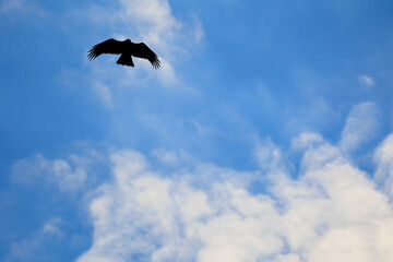 飛翔するトンビ「秋の北海道」