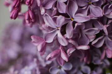 Blurry floral background.A branch of blossoming lilac (syringa) flowers. Lilac background. Lilac closeup.