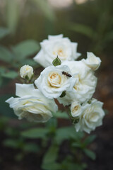 Photo of a bush of white roses with a bee.