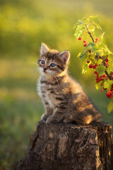 Photo of a small kitten near a red currant bush.