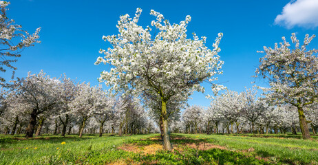 orchard with blossoming trees under blue sky and spring flowers in dutch province of limburg