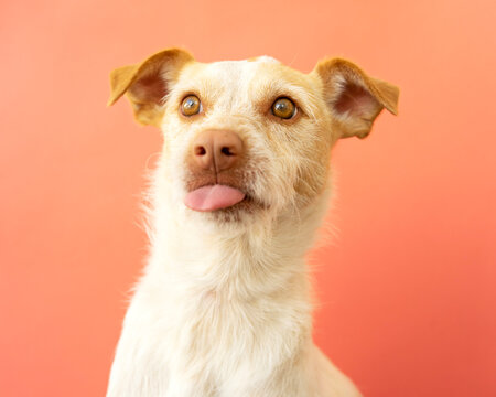 Portrait of a podenco breed dog on a red background. Dog with its mouth open and sticking out its tongue	