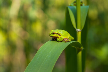Hyla arborea - Green tree frog on a stalk. The background is green. The photo has a nice bokeh. Wild photo