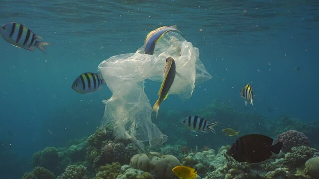 Tropical fish are interested in plastic bag, swim up to it in search of food at sunset in sunlight, Slow motion. Plastic bag floats under surface of ocean in evening, with tropical fish swims around 