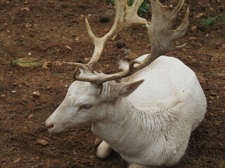 A rain-soaked white dama dama, deer resting on the ground.  © Zeynep