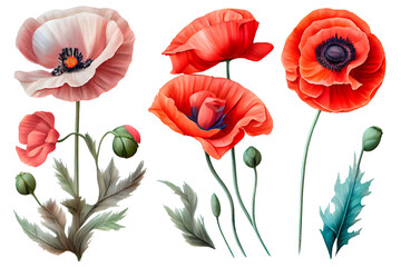 Watercolor poppy flowers. Set of illustrations for design. Generative AI.