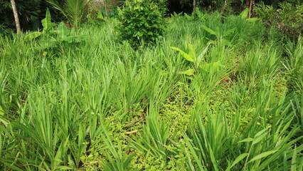 Farm Grass for Feed Sheep Goats Cows