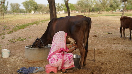 Indian woman milking a black cow by hand in steel bucket. Dairy and animal life concept.