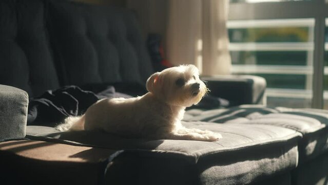 Aadorable and soft white maltese laying comfortably on a couch with decorative while enjoying the sun light