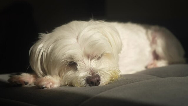 Close up of an adorable and soft white maltese with dirty mouth laying comfortably on a couch while enjoying the sun light