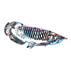 Arowana fish color sketch with transparent background