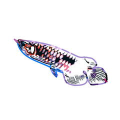 Arowana fish color sketch with transparent background
