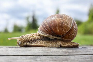 Garden snail crawls along log