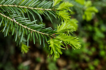 Fir branch with young needles