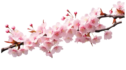 Rolgordijnen Beautiful sakura for decorative on transparent background. Generative Ai © Areerat