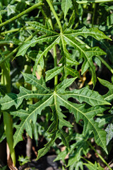 unique finger-shaped papaya plant leaves