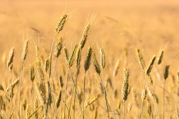 Fototapeta premium Yellow grain ready for harvest growing in a farm field