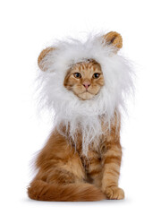 Majestic red Maine Coon cat kitten, sitting up facing front wearing fake white lion manes. Looking...