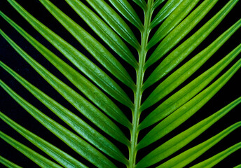 cycus palm grows on a black background