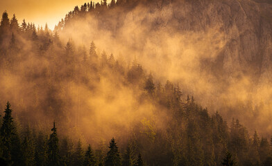 Forest tree landscape in the morning with fog rising up from them. Beautiful mountain landscape.