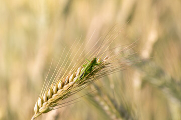 Fototapeta premium Close-up of green grasshopper resting on the yellow ear of wheat