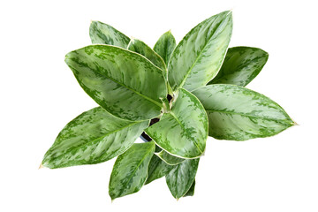 Top view of tropical 'Aglaonema Royal Diamond' houseplant with silver pattern on white background