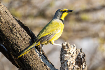 Fototapeta premium Bokmakierie (Telophorus zeylonus) in Rietvlei Nature Reserve