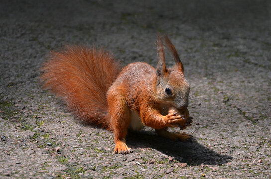 Portrait of  wild fluffy red squirrel holding a walnut in its front paws. Closeup photo outdoors. Care about wild animals concept . Free copy space.