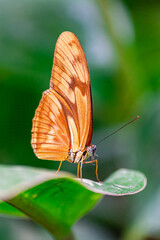 Julia heliconian butterfly, (Dryas iulia), with closed wings on a green leaf, with green vegetation background