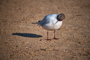 Close up of a Black-Headed Gull on a ground