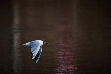 Black-Headed Gull flying over a river Neris in the Lithuania