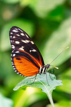  tarricina longwing butterfly, (Tithorea tarricina), with closed wings, on a green leaf © Martin