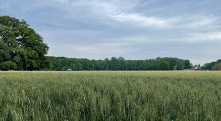 Rye field during a cloudy day in Langenfeld, Rhineland, Germany