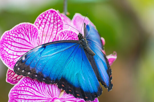 Morpho Peleides, emperor butterfly,in a violet orchid, with open wings