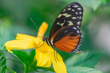 Fototapeta na wymiar tarricina longwing butterfly, (Tithorea tarricina), with closed wings, pollinating a yellow flower, with green vegetation background