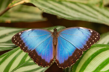 Blue Morpho peleides butterfly, with open wings, on a green leaf