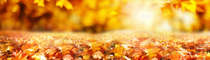 Colorful universal natural panoramic autumn background for design with orange leaves and blurred...
