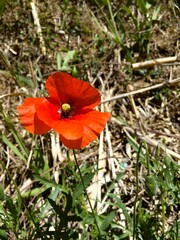 Amapola roja y abierta en un prado seco