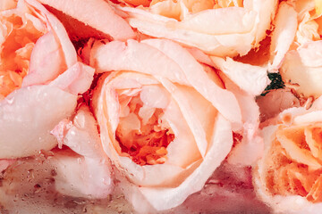 A bouquet of soft pink peony roses behind a misted glass