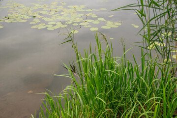 Intensywnie zielona trawa rosnąca przy brzegu jezioro, w wodzie widać okrągłe liście grążeli żółtej  - obrazy, fototapety, plakaty